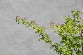 bush with green leaves near the stone