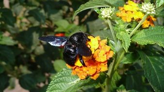 Big black wasp on a flower