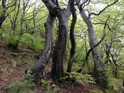 View of uneven tree trunks in the forest