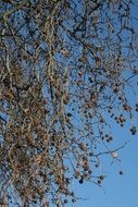 Long tree branches against the blue sky