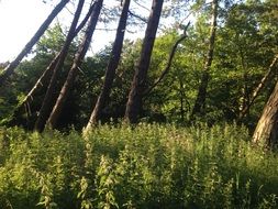 sloping deciduous trees in the forest