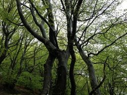 Bottom view of uneven tree trunks