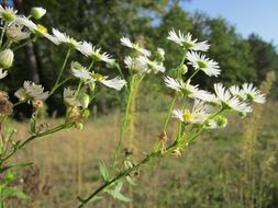 Wild flowers Erigeron on the background of nature