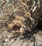 dry Ambrosi chenopodiifolia closeup