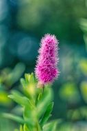 red fluffy spring flower