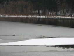 duck on a frozen lake in December