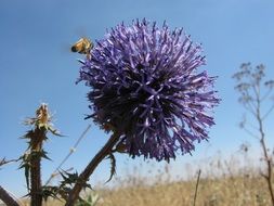 blossom outdoor and bee