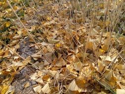 dry yellow autumn leaf