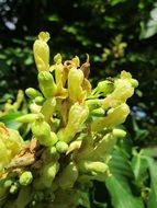 yellow buckeye flowers and trees