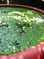 green plants in water
