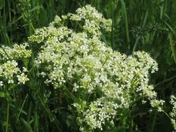 lepidium draba whitetop