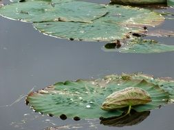 green water plant leaves