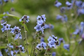 Macro photo of the small purple flowers