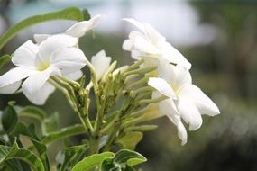 white spring flowers on a tree branch