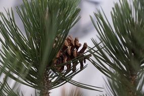 green needles cone macro recording