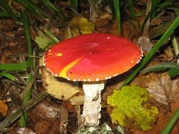 mushroom amanita