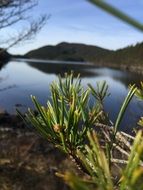 pine needles on the background of the lake