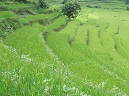 green plants at the foot of Annapurna