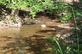 creek among green trees on a clear sunny day