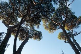 pines crowns on the blue sky