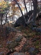 hiking trail in forest