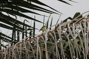 sparrow on a dry branch of a plant