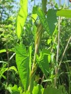 Picture of the calystegia sepium