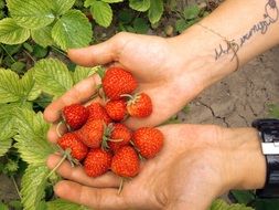 amazing strawberry