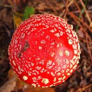 closeup photo of round spotted fly agaric hat on the background of pine needles
