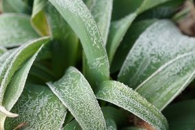 green leaves of grass in ice crystals