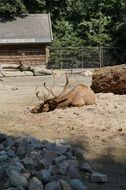 large moose in hamburg zoo