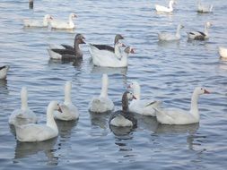 ducks flock