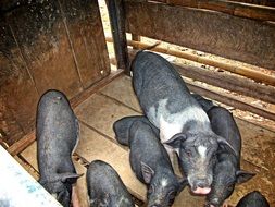 family of pigs in the farm