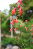 Small oblong coral blossoms on a blurred background