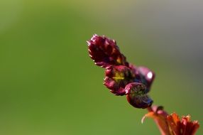 bud blossom in spring