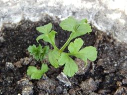 young green plant