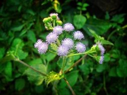 delicate light purple wildflower