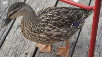 beautiful duck with webbed feet