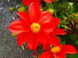 magnificent red flower