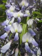 wisteria floribunda flower