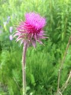flower nature summer natural
