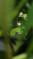 plant with fresh green leaves close-up on blurred background