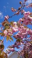 fluffy buds of Japanese cherry