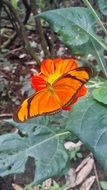 cute orange butterfly in the garden