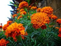 plant with orange petals