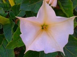 Waterdrops on a White flower in a garden