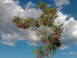 gorgeous spring tree