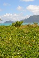 green grass on a beach near the sea