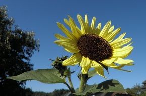 large blooming sunflower on a field against a blue sky