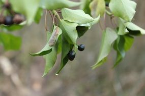 black berry on a branch with green leaves